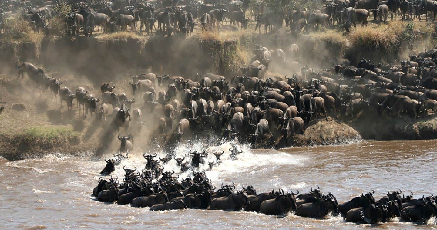 Best timing for Wildebeest migration in Tanzania Serengeti